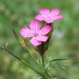 Dianthus ruprechtii. Верхушка цветущего растения. Карачаево-Черкесия, Зеленчукский р-н, долина р. Аксаут, окр. аула Красный Карачай. 13.08.2011.