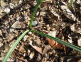 Crocus speciosus