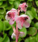 Pyrola incarnata