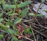 Cerastium pseudobulgaricum. Нижние части растений. Ростовская обл., Усть-Донецкий р-н, заказник \"Нижне-Кундрюченский\", окр. станицы Усть-Быстрянская, на песчаной почве. 21.04.2012.