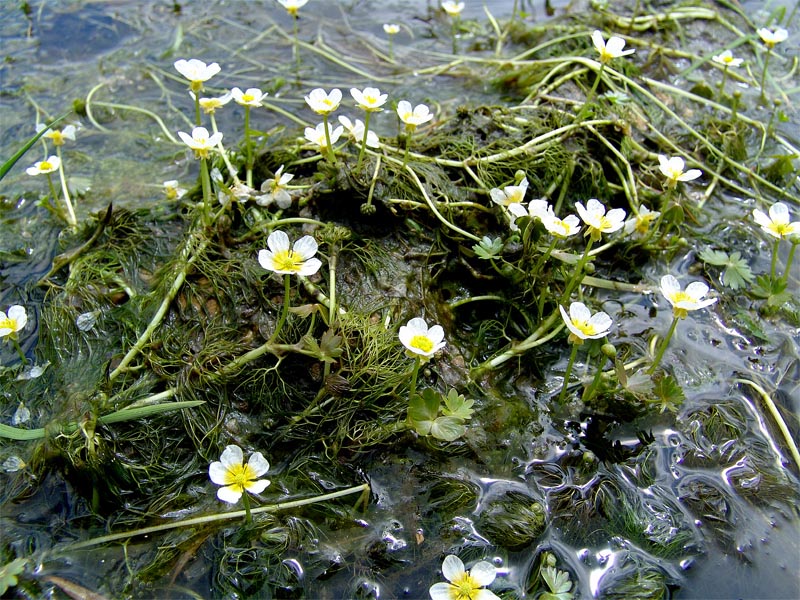 Изображение особи Ranunculus aquatilis.