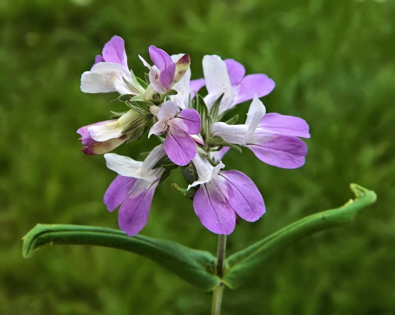 Изображение особи Collinsia heterophylla.