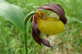 Cypripedium calceolus