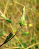 Lactuca saligna