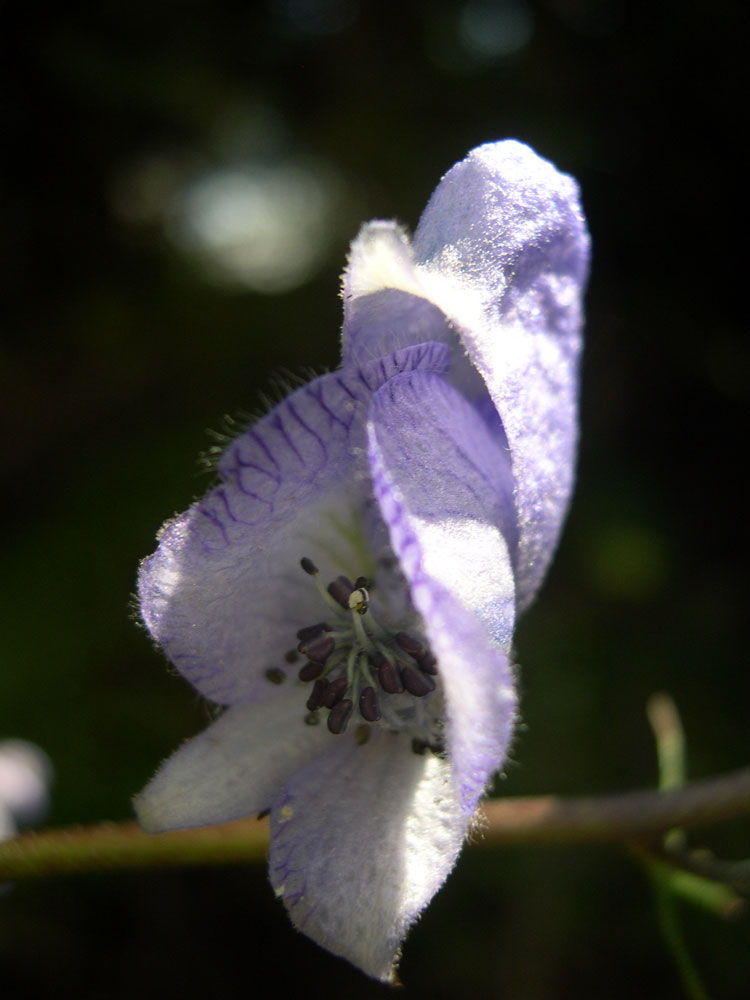 Изображение особи Aconitum karakolicum.