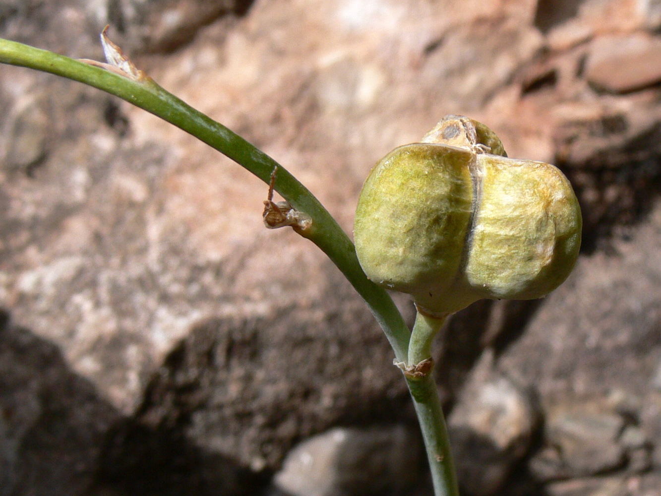 Изображение особи Dipcadi serotinum.