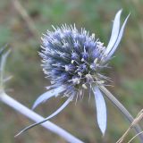 Eryngium planum. Соцветие. Ростовская обл., Усть-Донецкий р-н, окр. станицы Усть-Быстрянская. 15.07.2012.