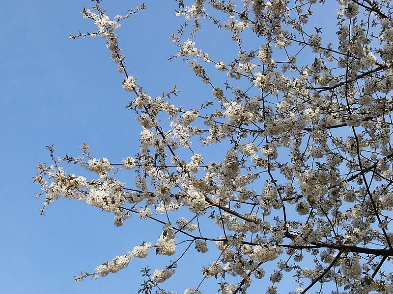 Изображение особи род Prunus.