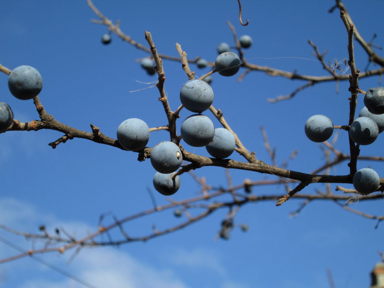 Изображение особи Prunus stepposa.