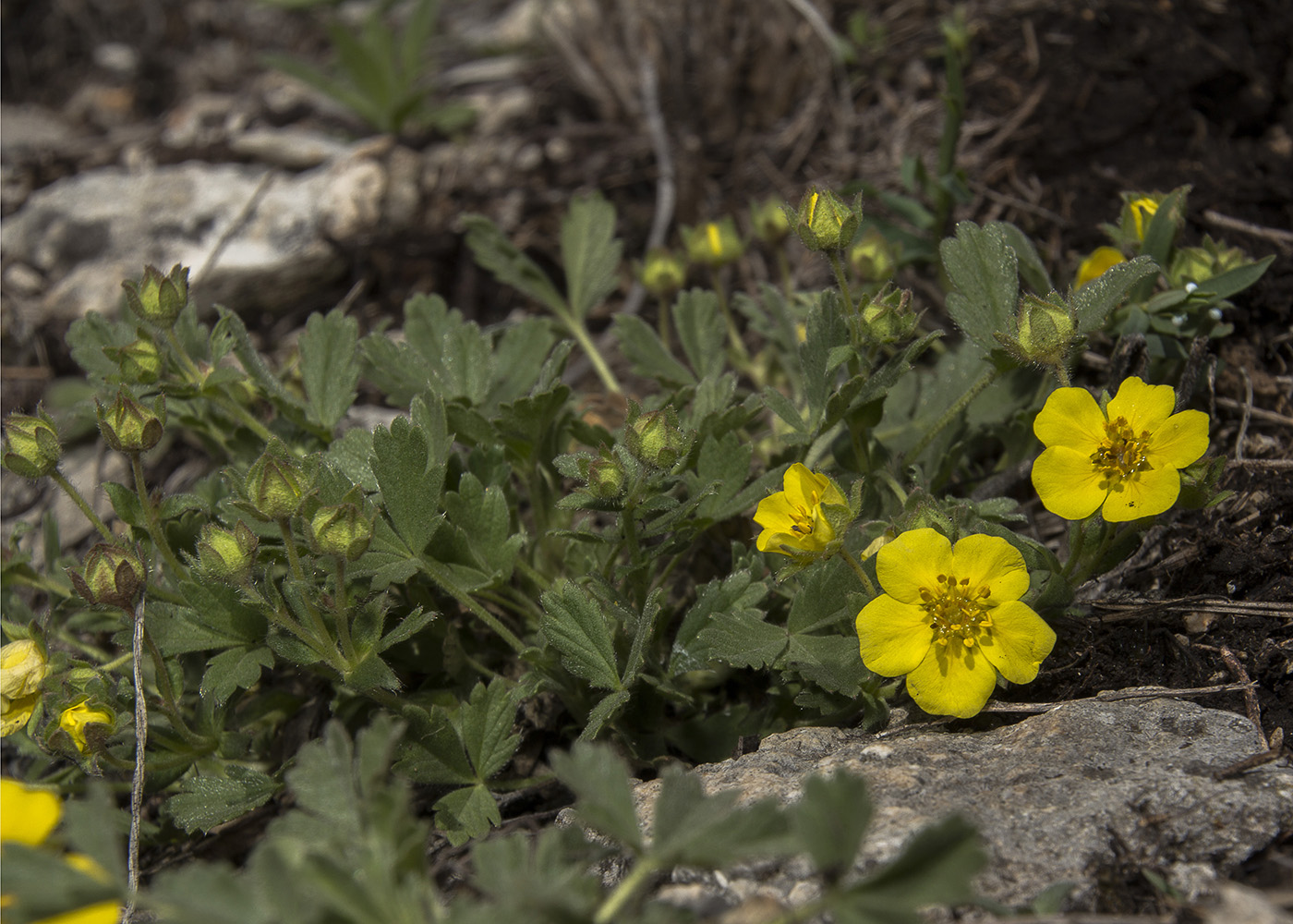 Изображение особи Potentilla incana.