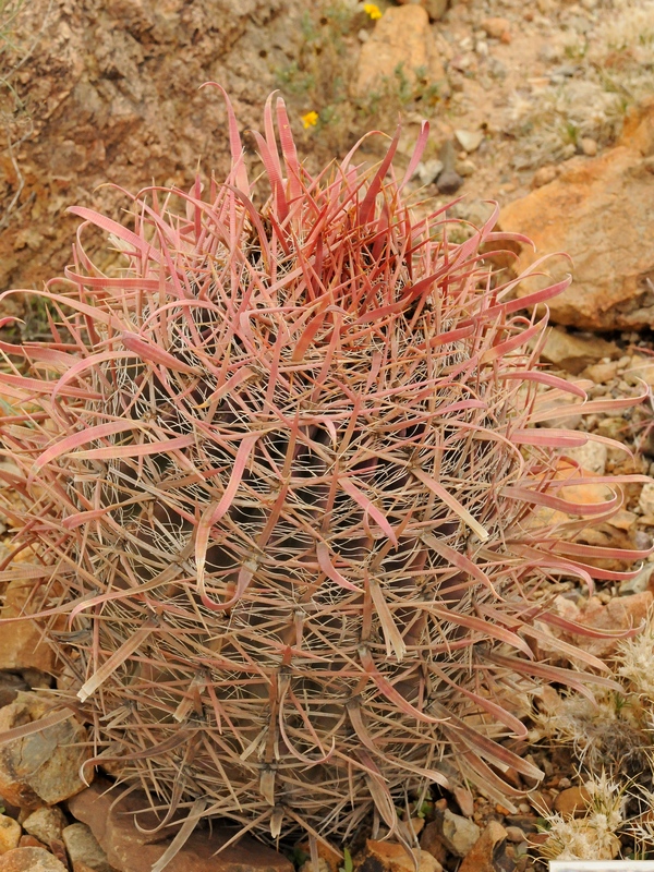 Изображение особи Ferocactus gracilis.