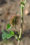 Medicago denticulata