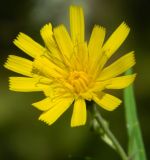 род Hieracium