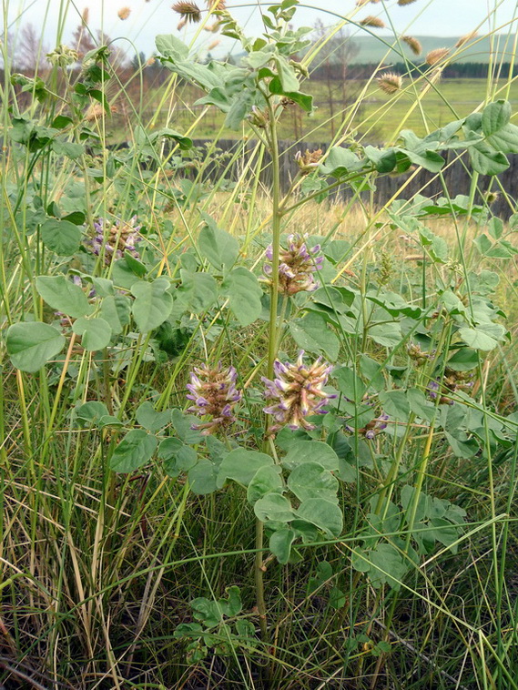 Изображение особи Glycyrrhiza viscida.