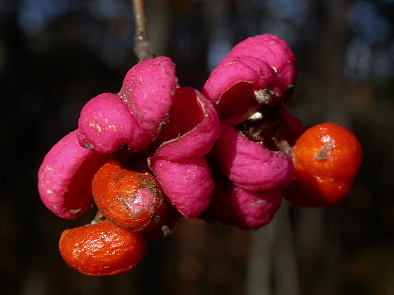 Изображение особи Euonymus europaeus.