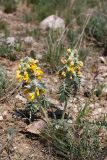 Phlomoides speciosa