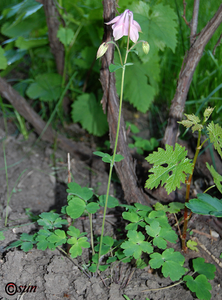 Изображение особи Aquilegia vulgaris.