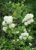 Spiraea media