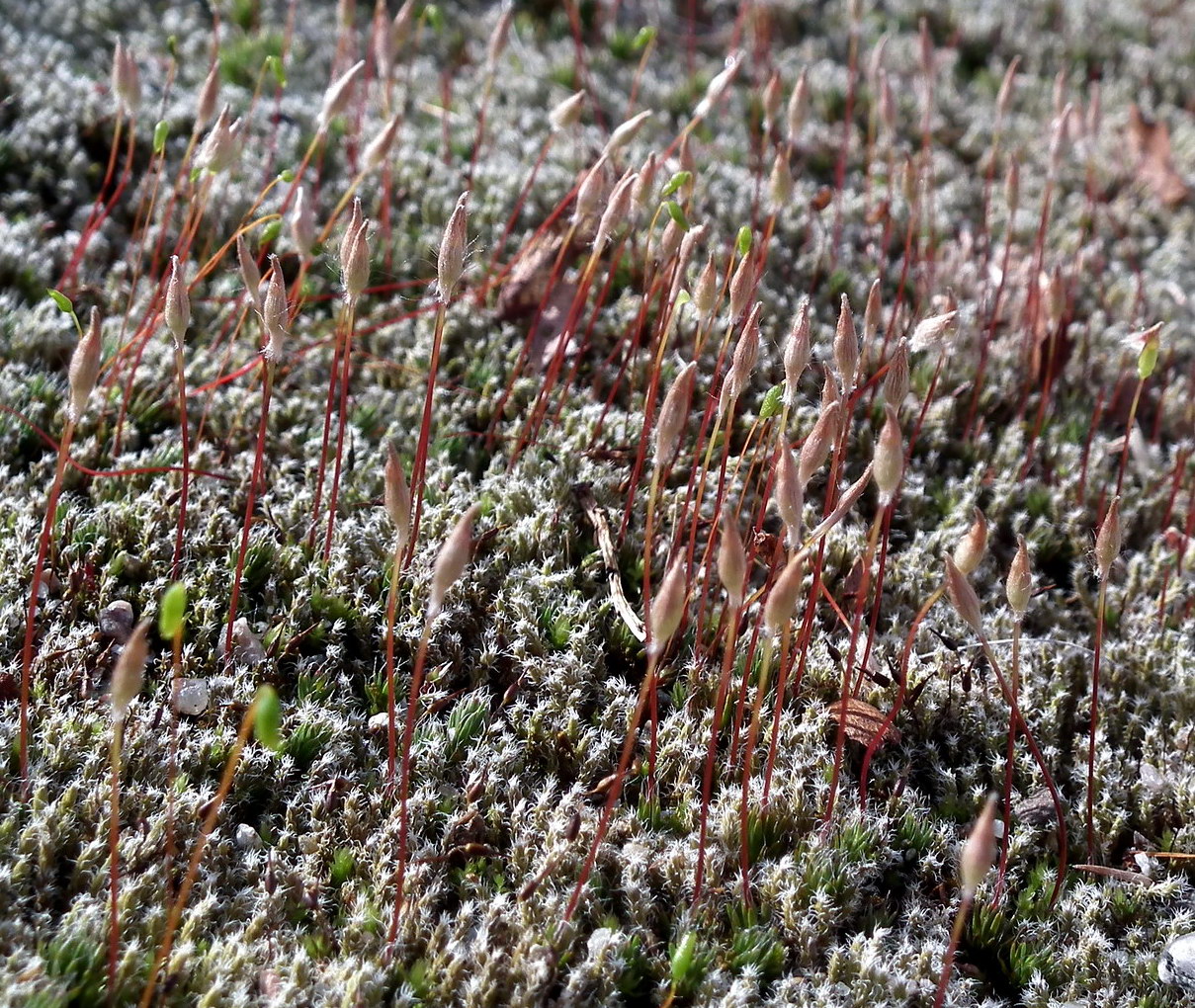 Изображение особи Polytrichum piliferum.