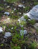 Arabidopsis gemmifera