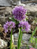 Allium spirale