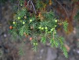 Juniperus deltoides. Верхушка ветви с шишкоягодами. Крым, Балаклавский р-н, урочище Айязьма, осыпающийся сухой склон. 06.06.2016.