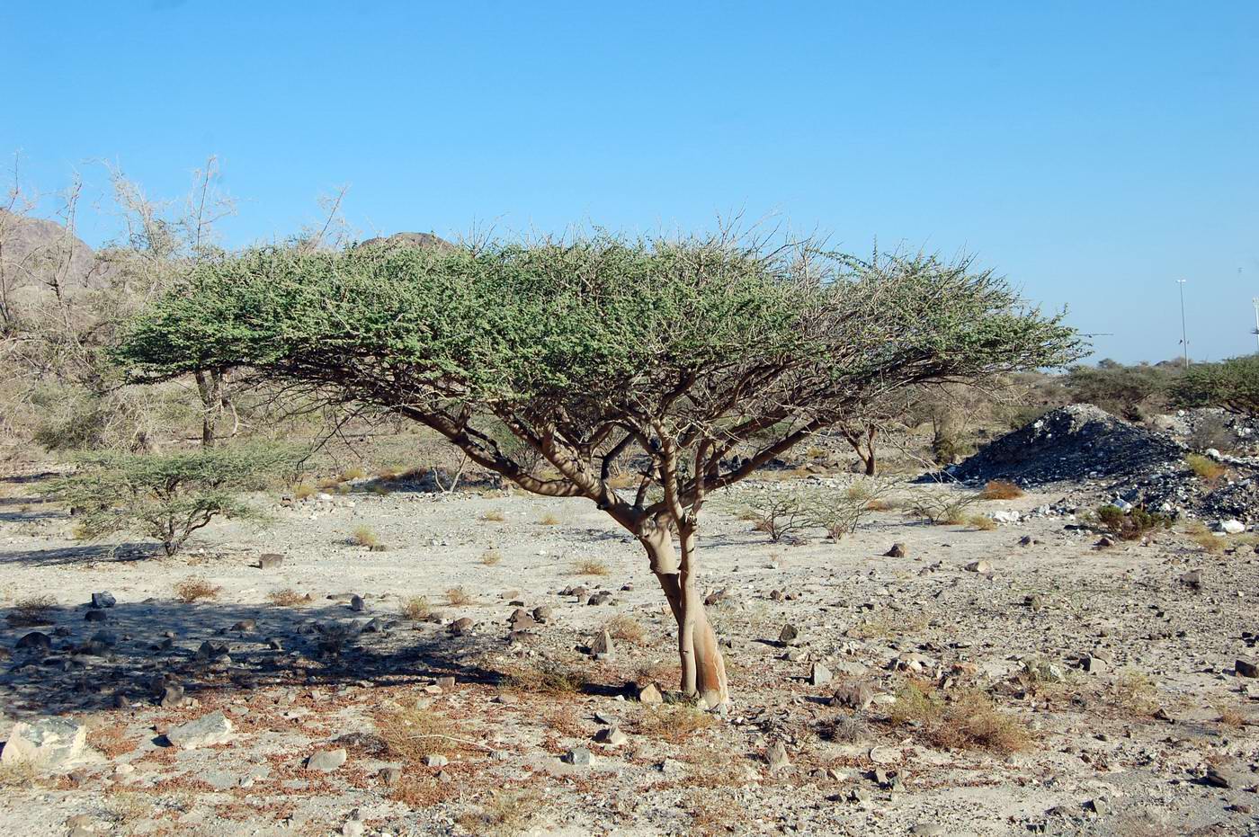 Изображение особи род Vachellia.