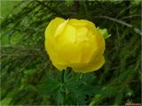 Trollius europaeus. Верхушка цветущего растения. Украина, Ивано-Франковская обл., Яремчанский горсовет, Яблоницкий сельсовет, окр. с. Яблуница, зарастающий елями высокогорный луг, среди разнотравья. 21.06.2014.