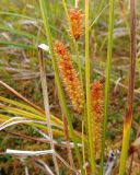 Carex rostrata