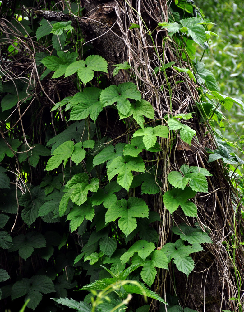 Изображение особи Humulus lupulus.