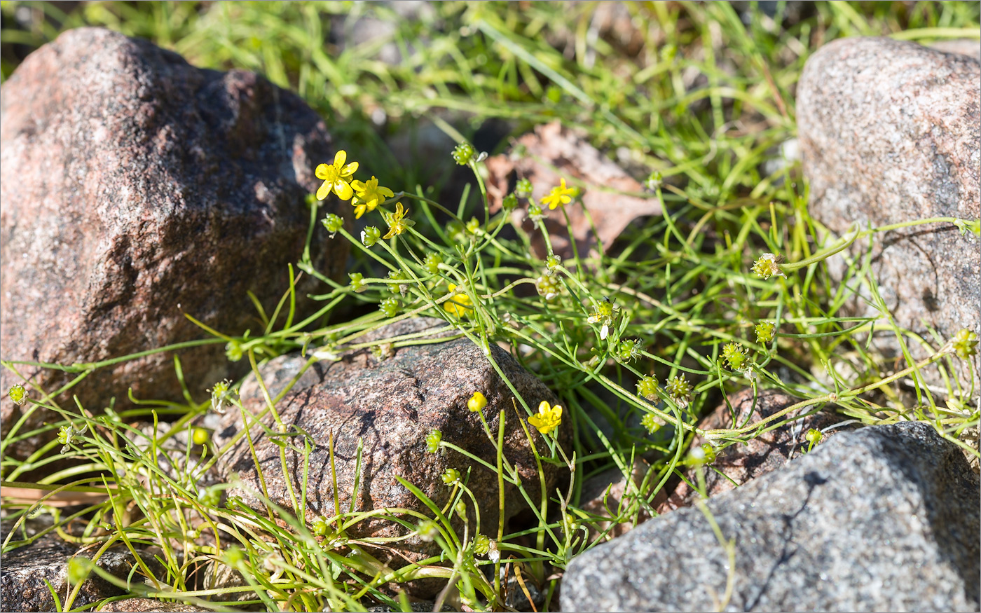 Изображение особи Ranunculus reptans.