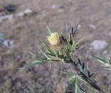 Cirsium kosmelii