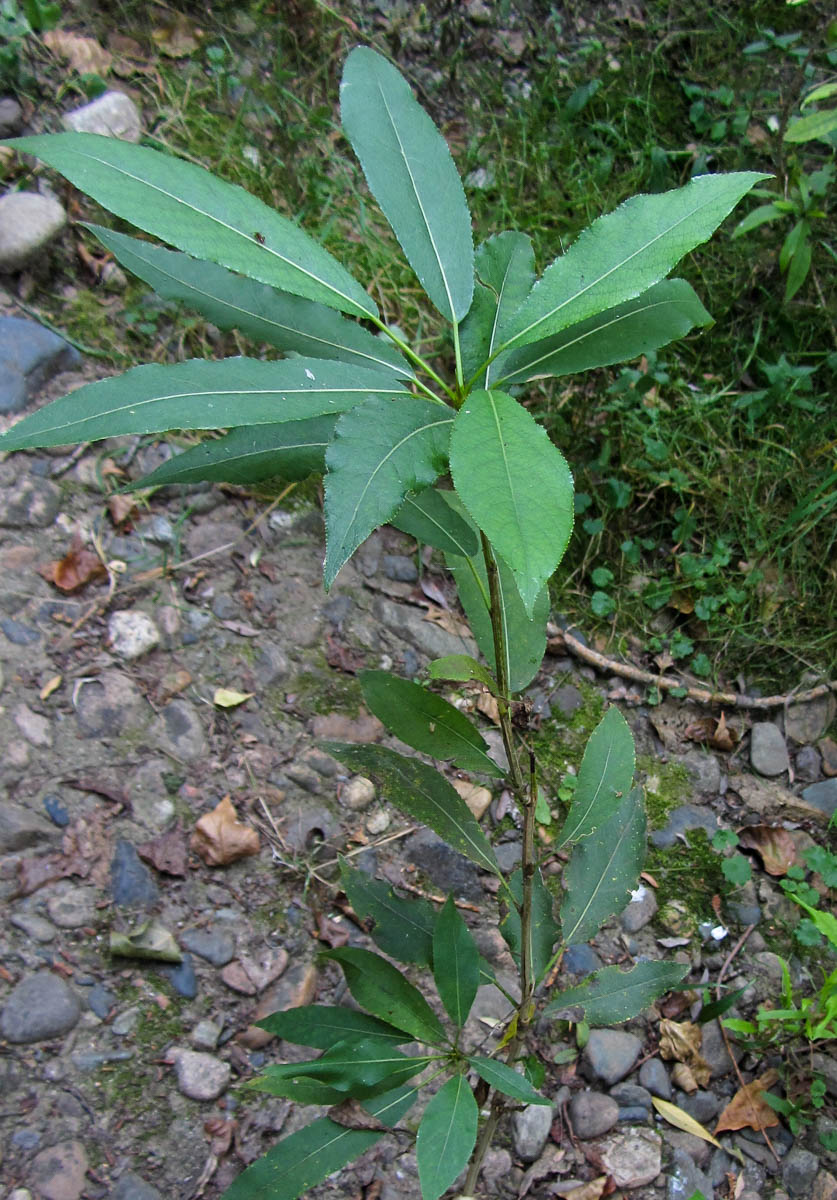 Изображение особи Populus laurifolia.