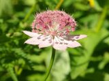 Astrantia maxima. Соцветие. Карачаево-Черкесия, Карачаевский р-н, окр. пос. Домбай, ущелье р. Аманауз, луг на каменистом склоне. 28.08.2019.