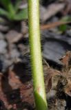 Fragaria × ananassa