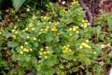 Pyrethrum parthenium