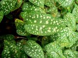 Pulmonaria officinalis