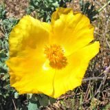 Glaucium flavum. Цветок. Греция, о. Родос, г. Родос, городской пляж. 7 мая 2011 г.