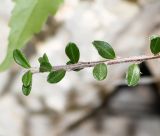 Cotoneaster microphyllus