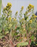 Alyssum turkestanicum var. desertorum