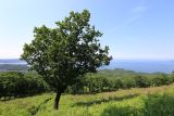 Quercus mongolica. Взрослое дерево. Приморский край, Находкинский городской округ, окр. пос. Береговой, гора Арсения, южный склон, покрытый злаково-разнотравно-леспедециевыми группировками. 03.07.2020.