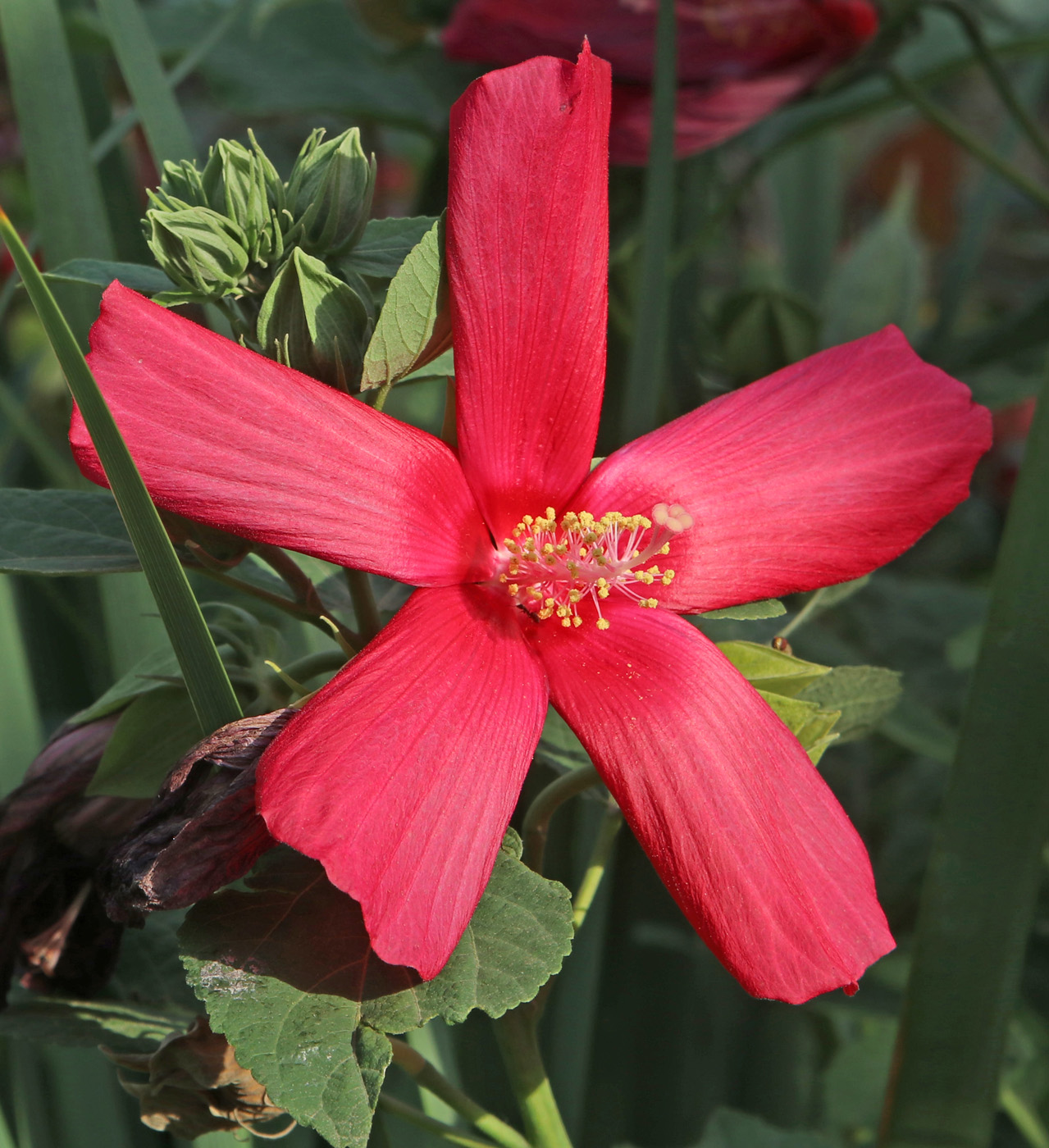 Изображение особи Hibiscus palustris.