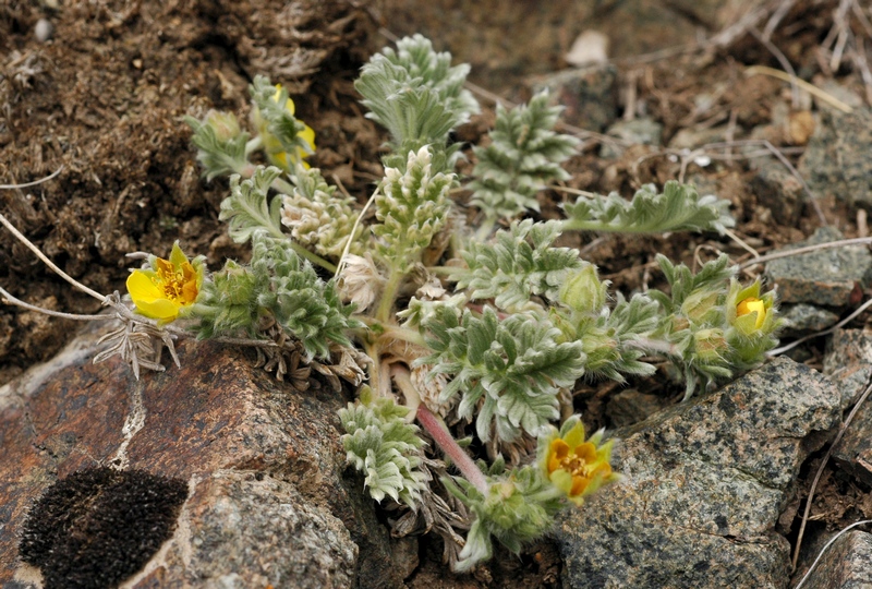 Изображение особи Potentilla sericea.