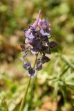 Corydalis subjenisseensis