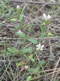 Cerastium pseudobulgaricum. Цветущее растение. Ростовская обл., Усть-Донецкий р-н, окр. станицы Нижнекундрюченская, сосновый лес. 02.05.2011.