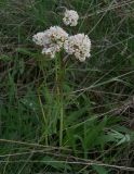 Valeriana tuberosa. Цветущее растение. Ростовская обл., Персиановская степь, Аютинские склоны, на вершине коренного берега пруда Терновый Яр. 1 мая 2011 г.