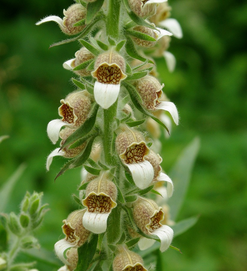 Изображение особи Digitalis lanata.