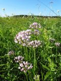 Allium angulosum