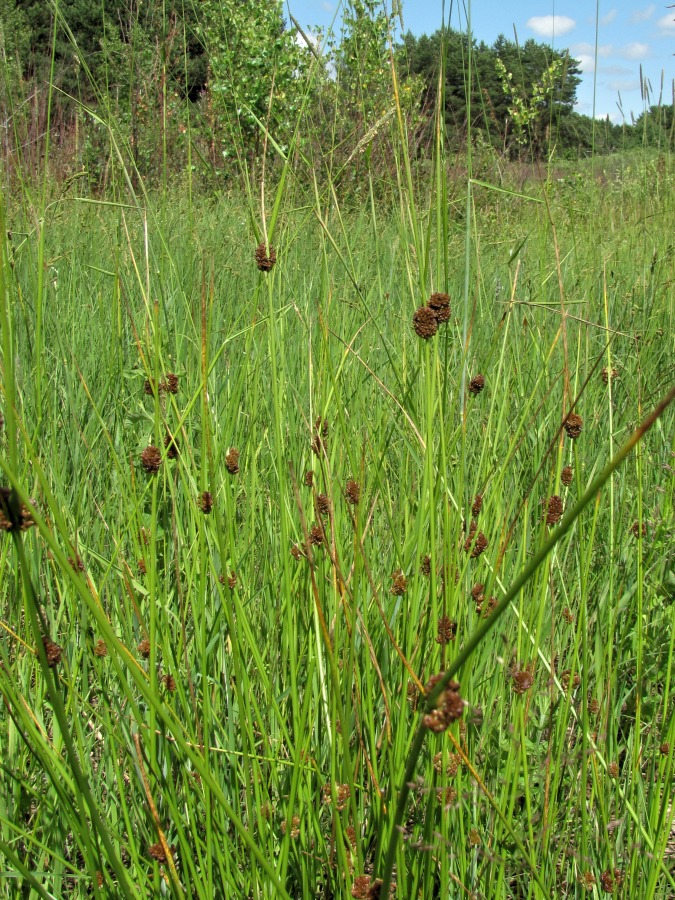 Изображение особи Juncus conglomeratus.