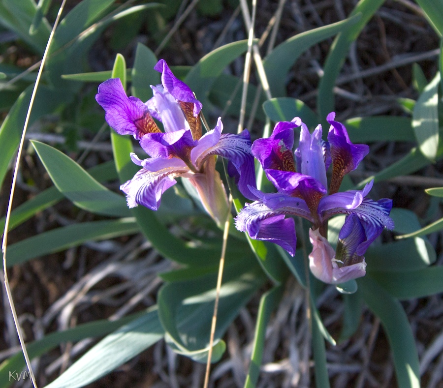 Изображение особи Iris glaucescens.